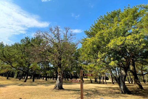 吹上浜海浜公園キャンプ場フリーサイト