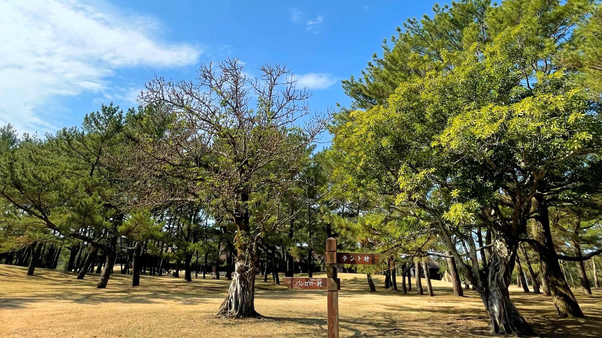 吹上浜海浜公園キャンプ場フリーサイト