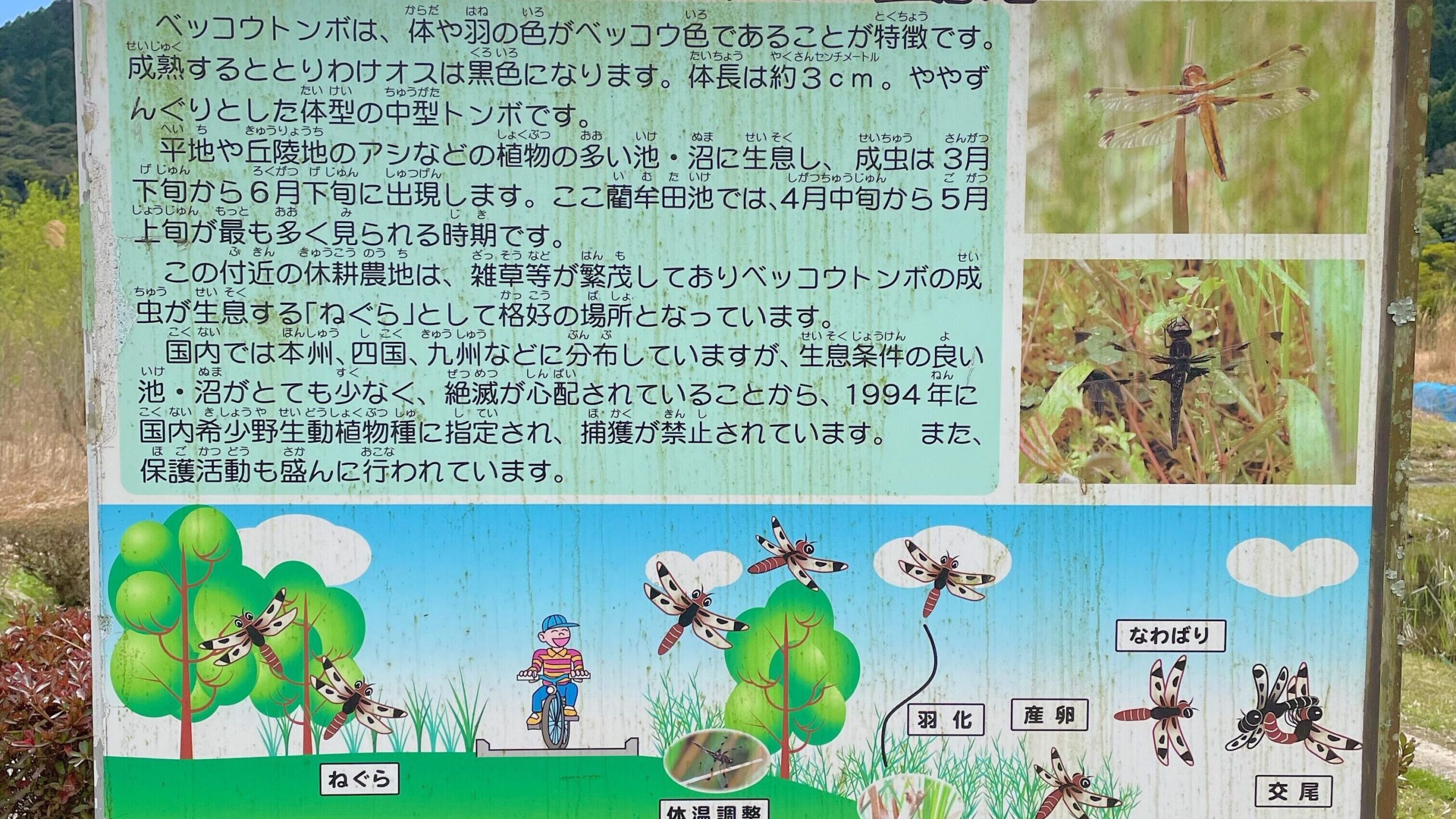 藺牟田池ベッコウトンボの生息地の看板