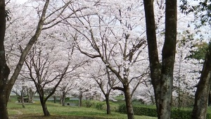 大隅広域公園ピクニック広場