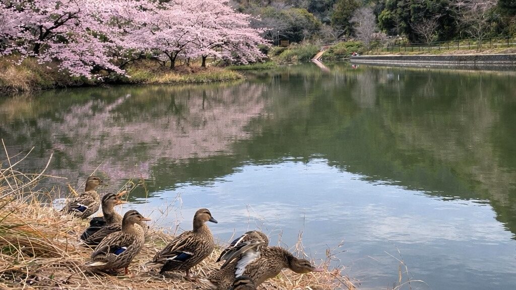 観音ヶ池市民の森